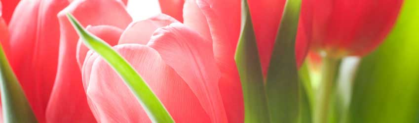 Send Gifts To Pakistan like premium quality flowers, cakes, mithai, chocolates, meals with reliable and cost effective online gift service to Pakistan